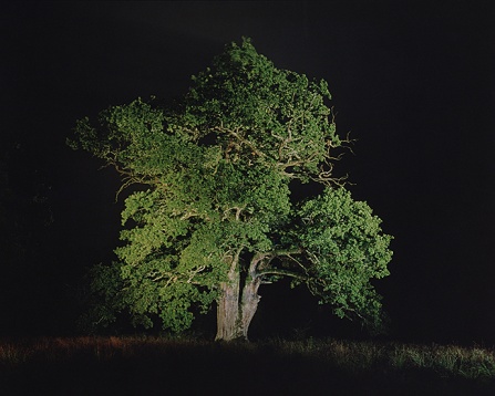 Galeria Posibilă prezintă: Arbori Bătrâni - Florin Ghenade