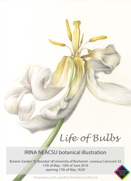 IRINA NEACȘU // BOTANICAL ILLUSTRATION MASTERCLASS  IRINA NEACȘU // BOTANICAL ILLUSTRATION MASTERCLASS