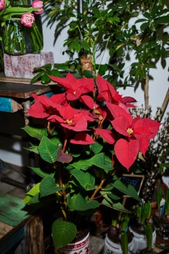 La pas prin cartier: Eva’s Flowers, locul unde este mereu primăvară La pas prin cartier: Eva’s Flowers, locul unde este mereu primăvară